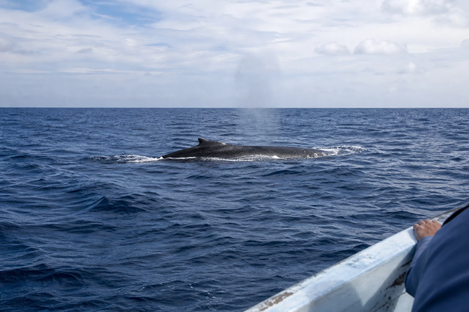 Humpback Whale Watching in Nosy Be — main photograph