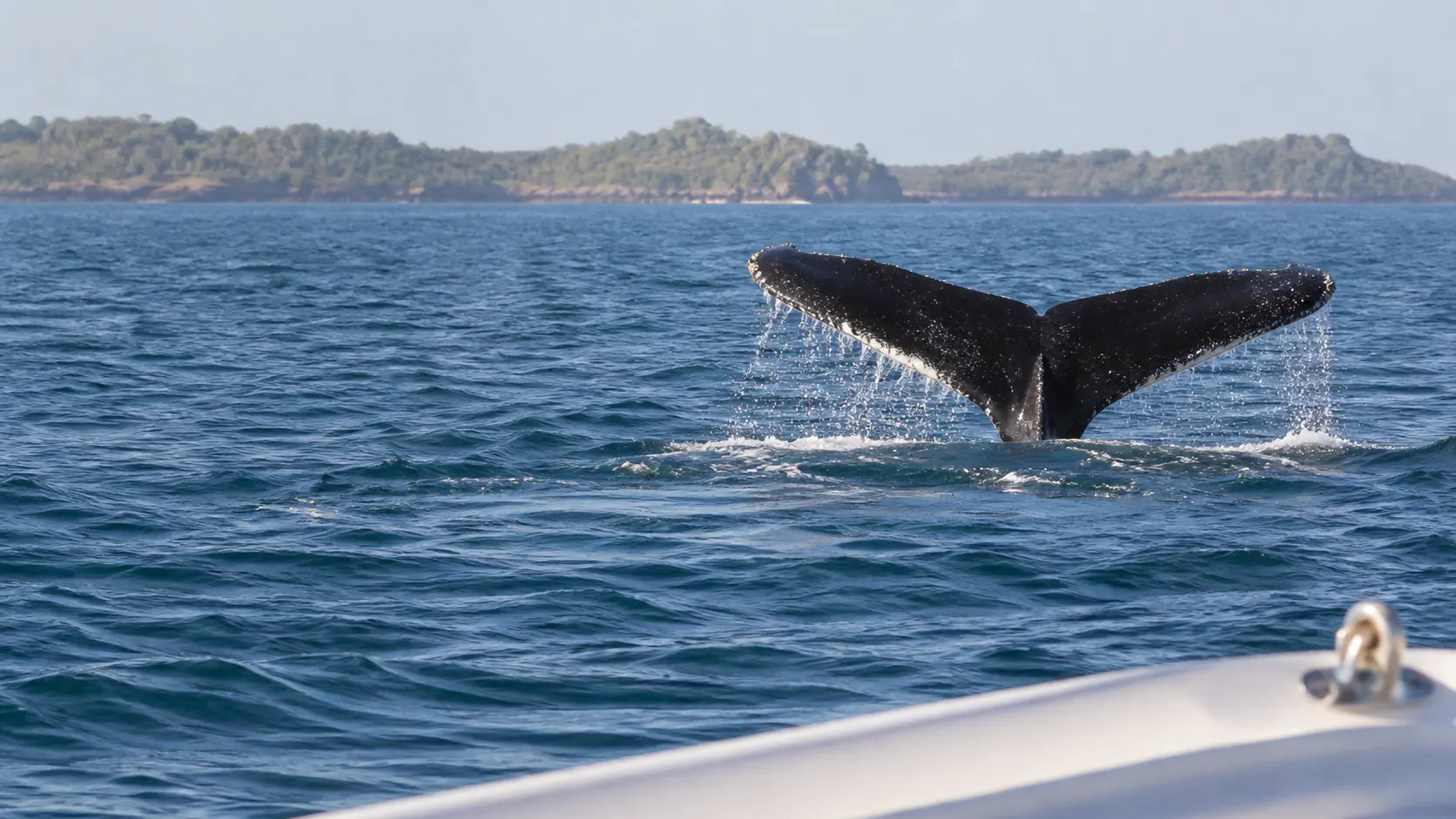 Humpback Whale Watching in Nosy Be — additional photograph 1