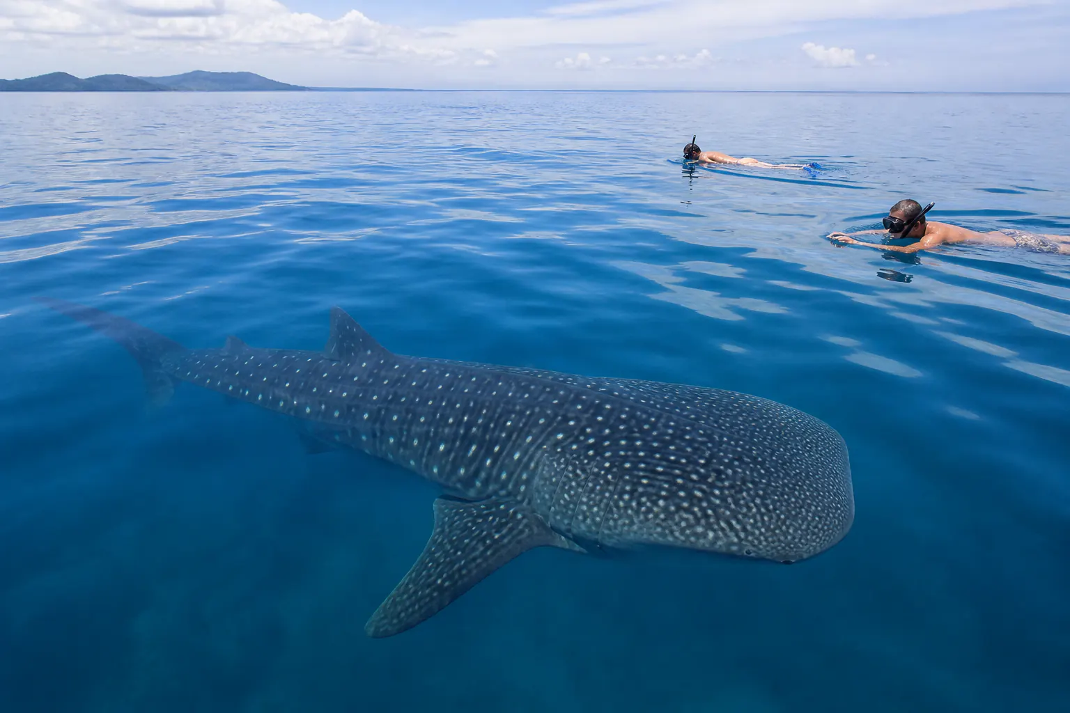 Swim with Whale Sharks — excursion photo