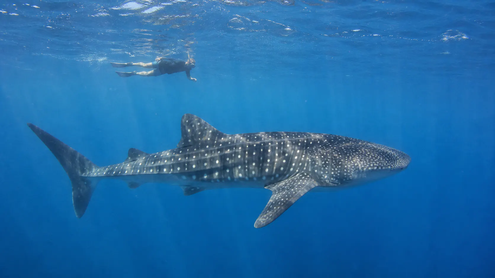 Swim with Whale Sharks in Nosy Be — additional photograph 1