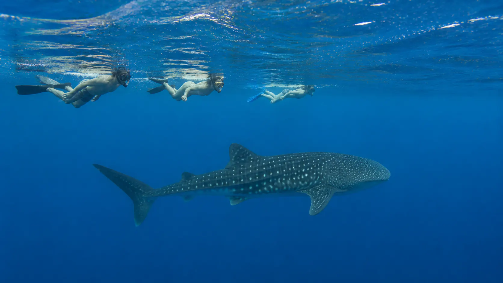 Swim with Whale Sharks in Nosy Be — additional photograph 2